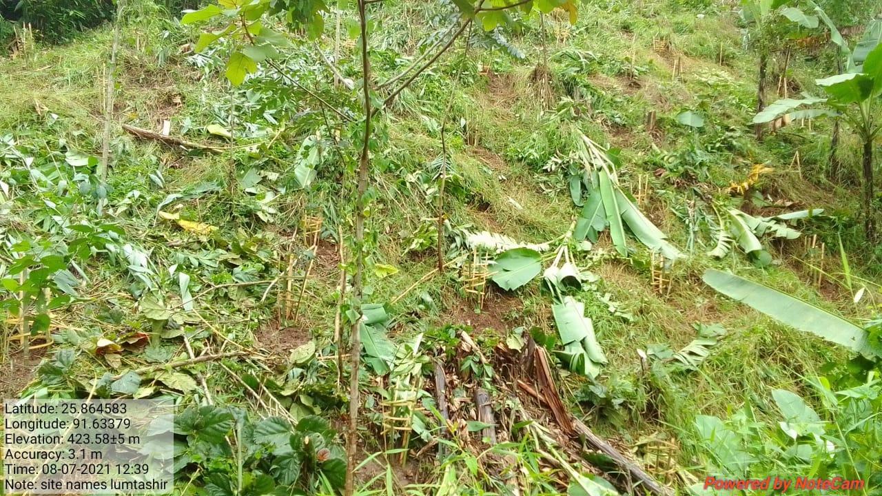 G:\Medical Leave Gordon\VILLAGE REPORT PICTURES\JIRANG BLOCK\Sohkyrbam rim\10.Horticulture\WhatsApp Image 2023-03-07 at 08.44.48.jpeg